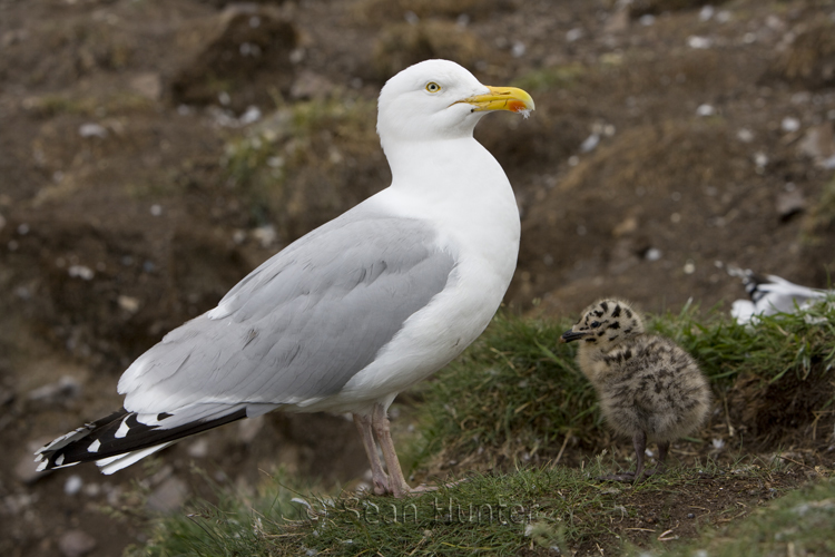 Herring gull and chick on the Bass Rock