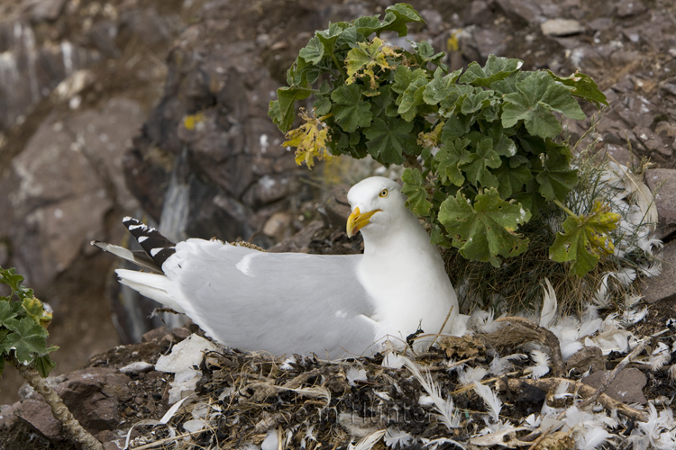 Herring gull sitting on Nest, the Bass Rock