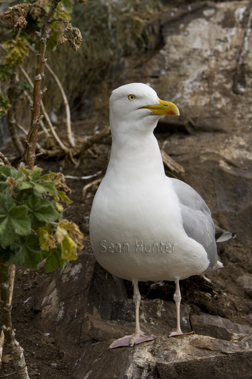 Herring gull, the Bass Rock