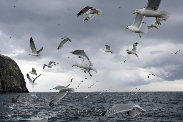 Herring gulls and gannets in flight over the Bass Rock