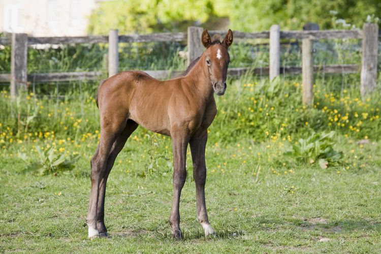 Young foal in a field