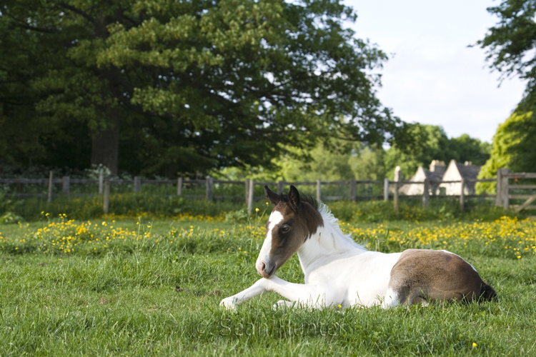 Foal lying down in a field