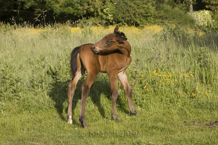 Foal grooming in a field