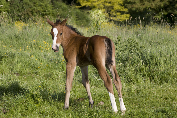 Young foal in a field in the early morning sun