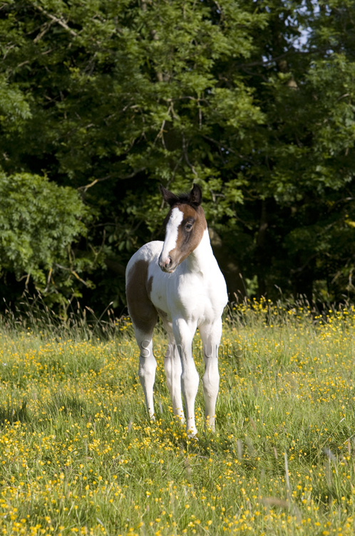 Young foal in a field in the early morning sun