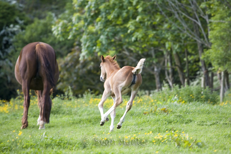 Young foal runs to mare in a field