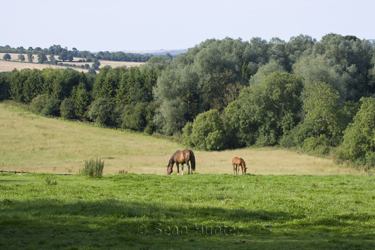 Mare and foal in a field in the early morning sun