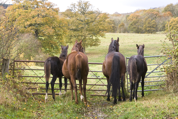 Mares and foals look at new field over gate
