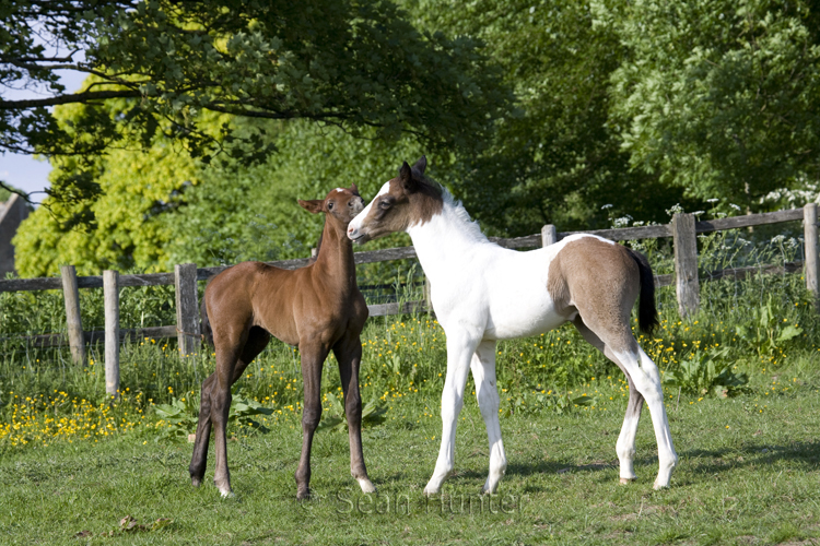 Foals in a field