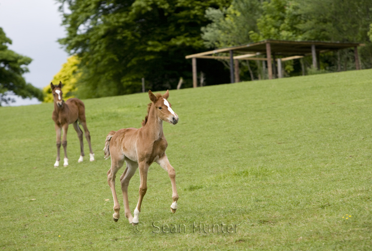 Foals playing in a field