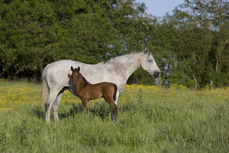 Mare and foal in a field
