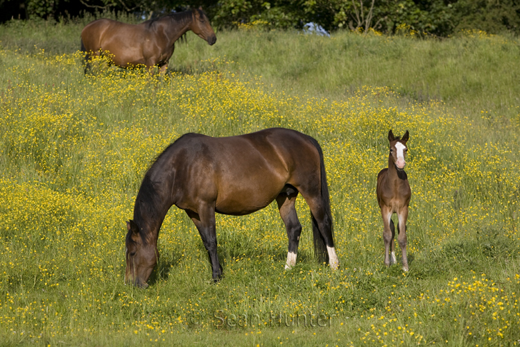 Mares and foal in a field