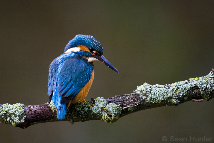 Kingfisher fishing from a perch