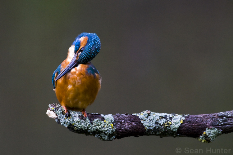 Kingfisher preening on a perch