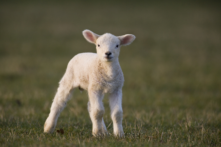 Lamb in a field