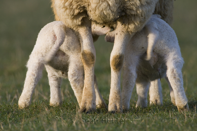 Suckling lambs.