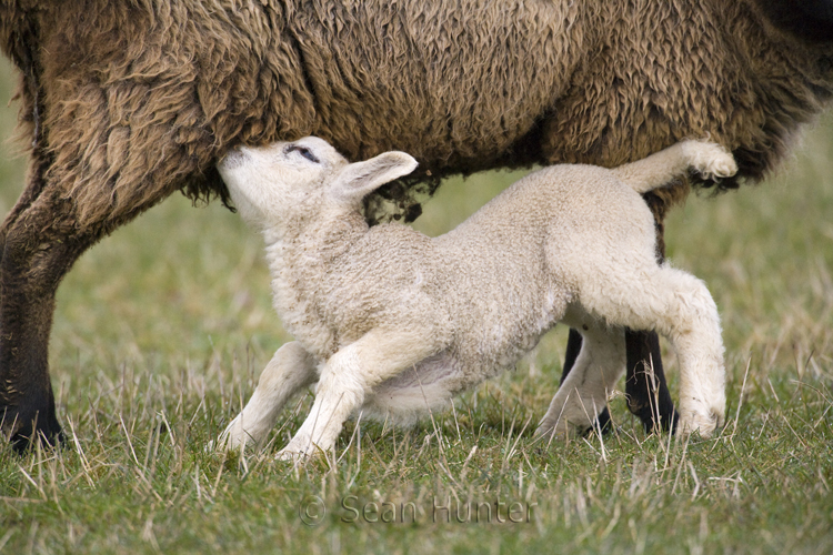 Suckling lamb in a field