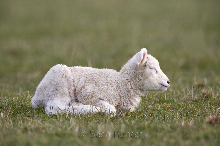 Lamb sleeping in a field