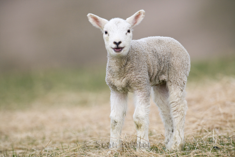 Lamb bleating in a field