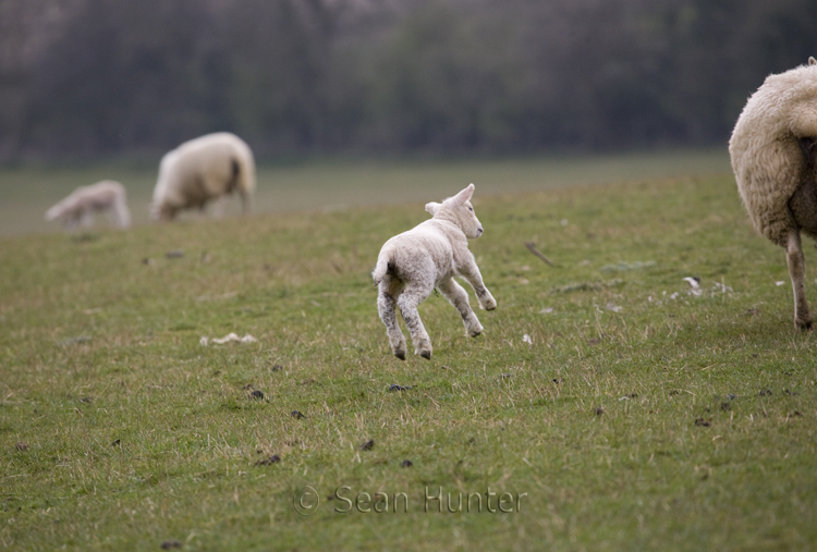 Lamb leaps
