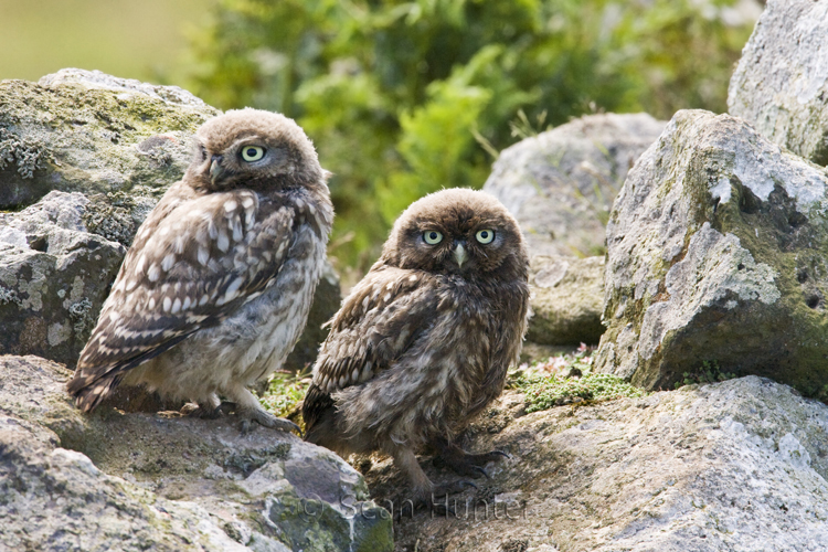 Juvenile little owls perch on a stone wall