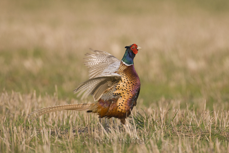 Male pheasant in display