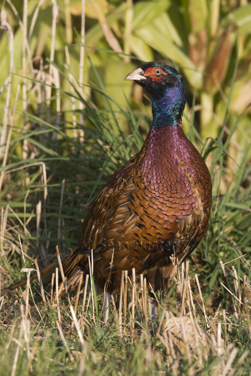Male pheasant emerging from gamekeeper's cover crop of maize.