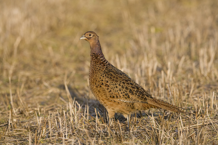Female pheasant in a stubble field.