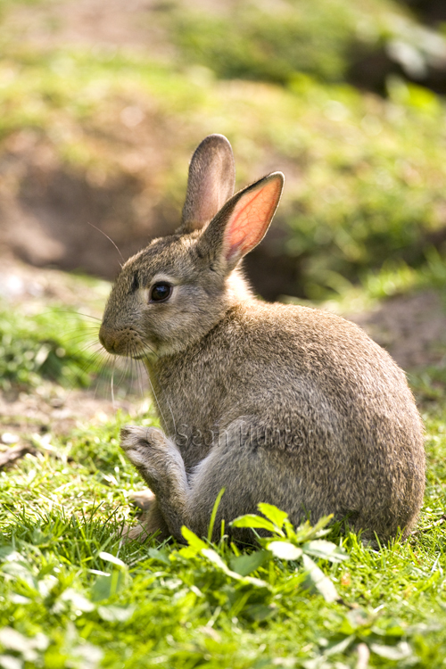 Young rabbit near warren