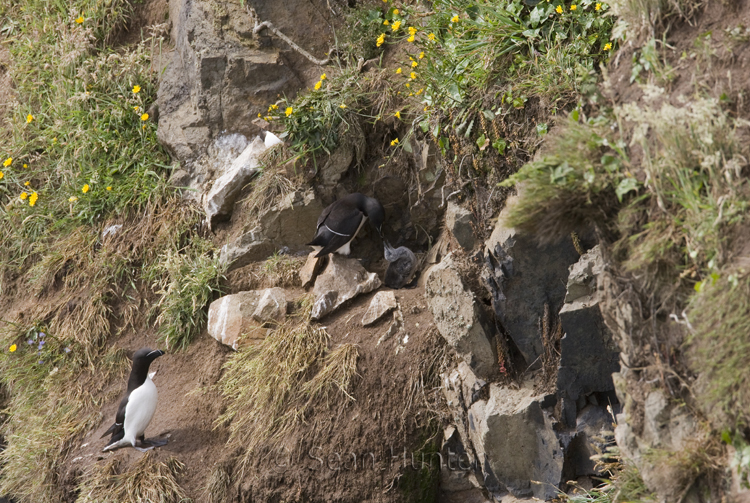 Razorbills at nest with chick on Skomer Island
