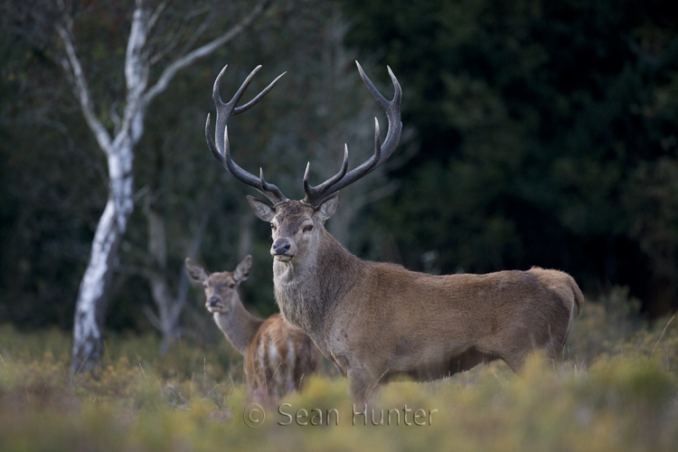 Red deer stag and hind during the rut