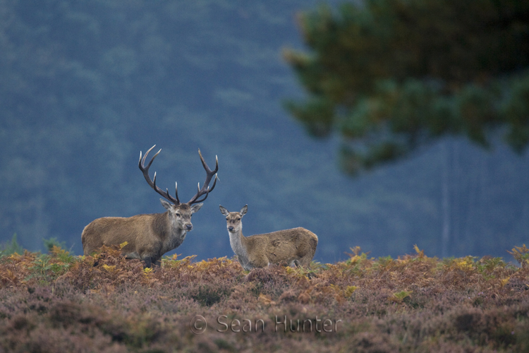 Red deer stag and hind during the rut