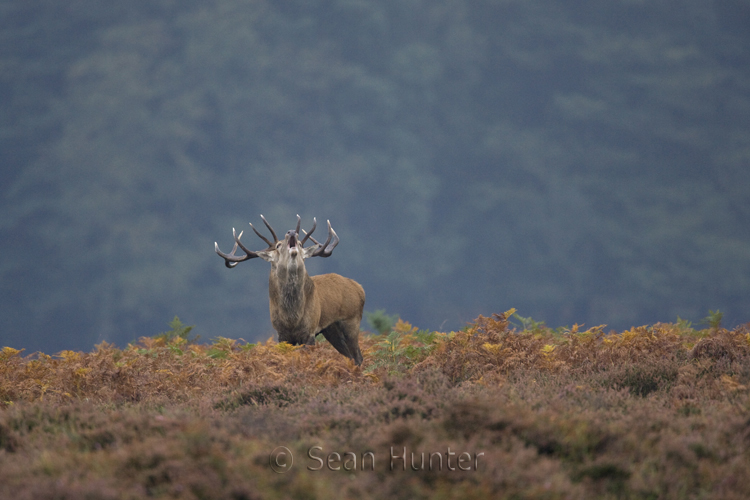 Red deer stag roars during the rut
