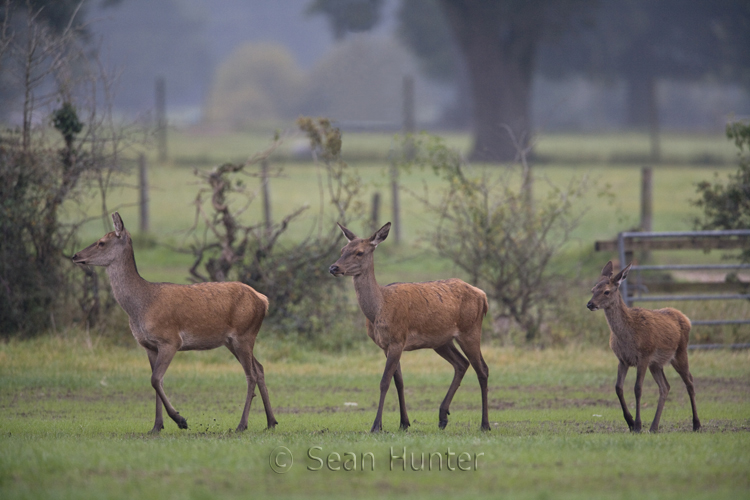 Red deer and young during the rut