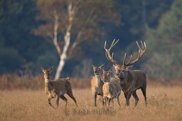 Red deer stag pursues hinds during the rut