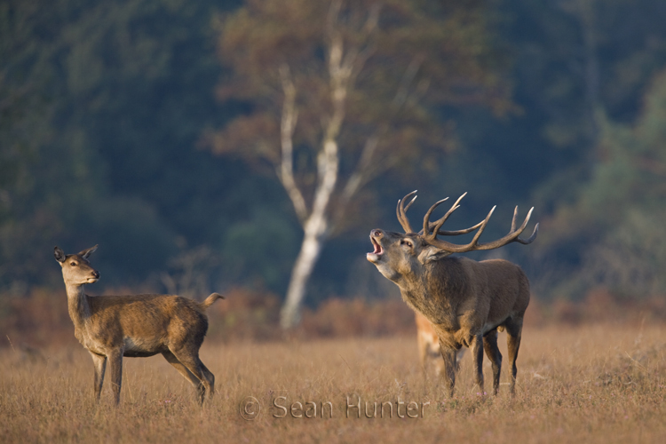 Red deer stag roars with hind looking on during the rut