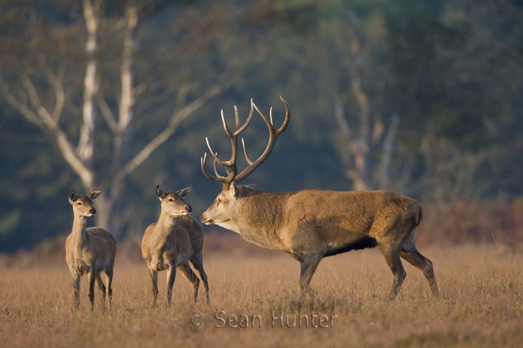 Red deer stag with hind and young during the rut