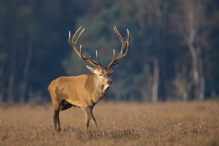 Red deer stag during the rut