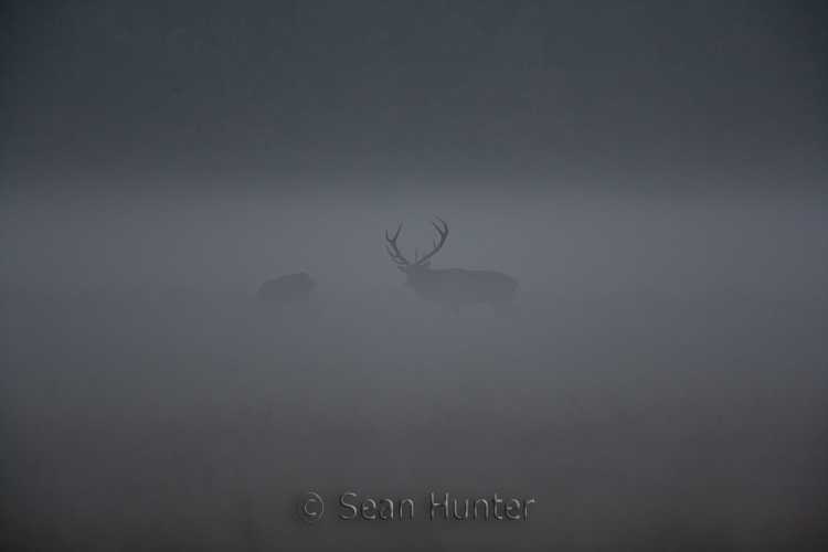 Red deer stag and hind on a misty morning during the rut