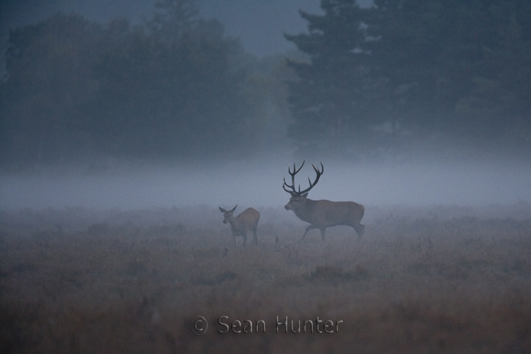 Red deer stag pursues hind in the early morning mist during the rut