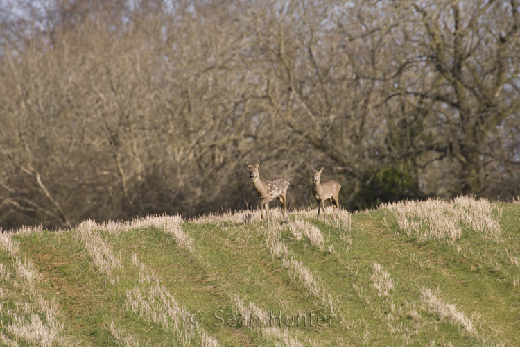Roe deer doe and young walk across stubble field