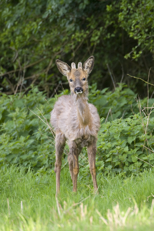 Portrait of a young roe deer buck with antlers in velvet