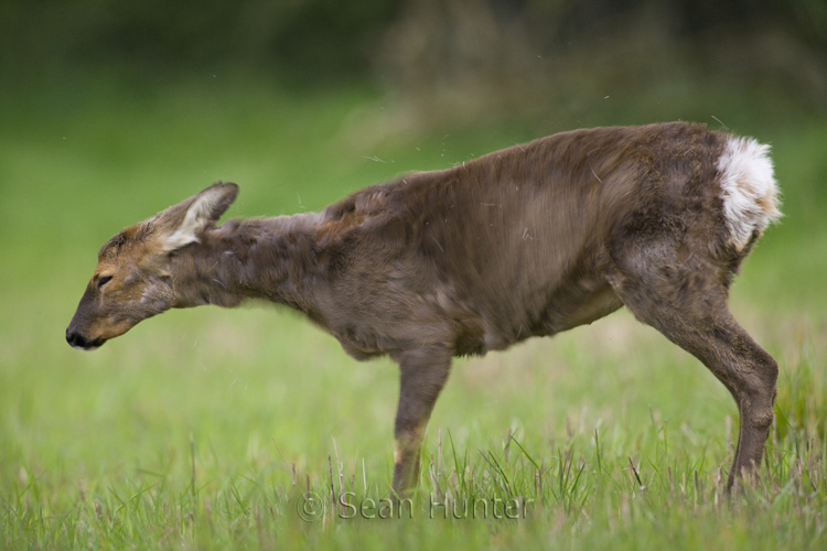 Roe deer doe shakes coat of fur to remove debris