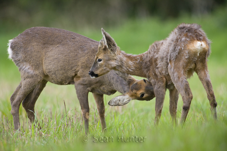 Roe deer doe grooms young in a field left fallow