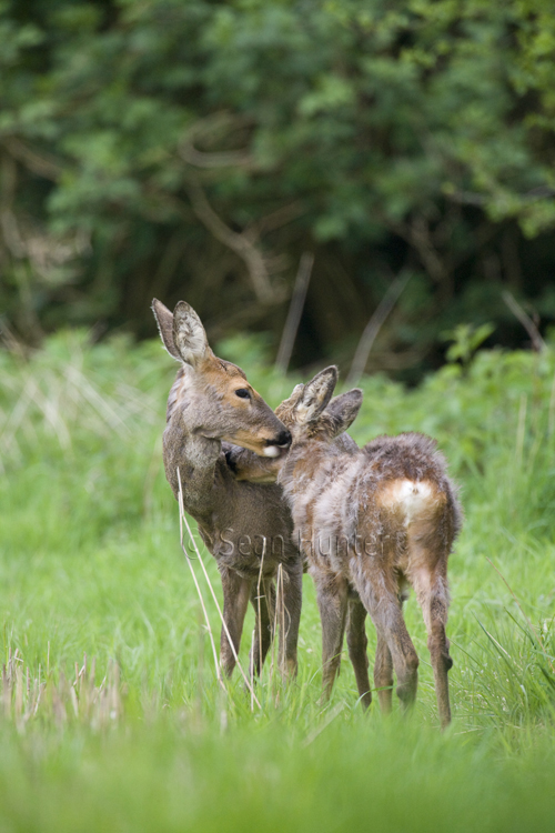 Roe deer doe and young in a field left fallow