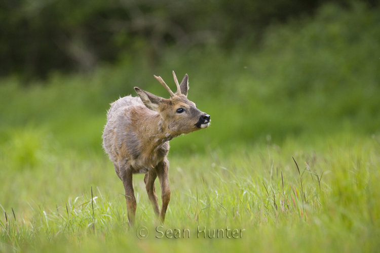 Young roe deer buck