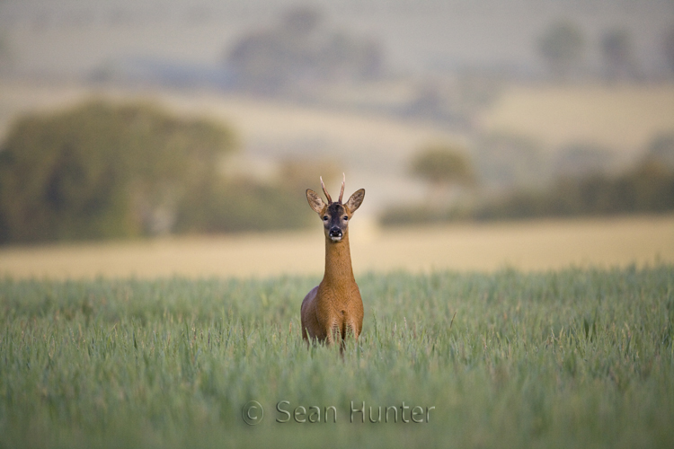 Roe deer buck in a fallow field during the rut