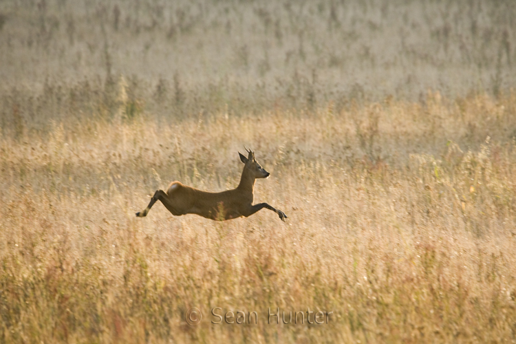 Young roe deer buck takes flight across a fallow field during the rut