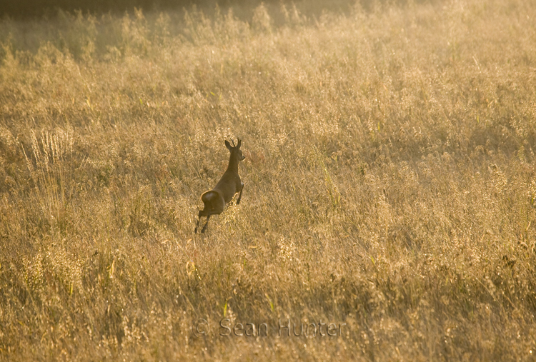 Young roe deer buck takes flight across a fallow field during the rut