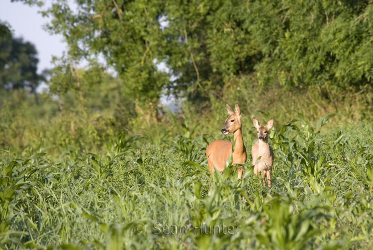 Roe deer doe and young in a gamekeeper's cover crop of maize